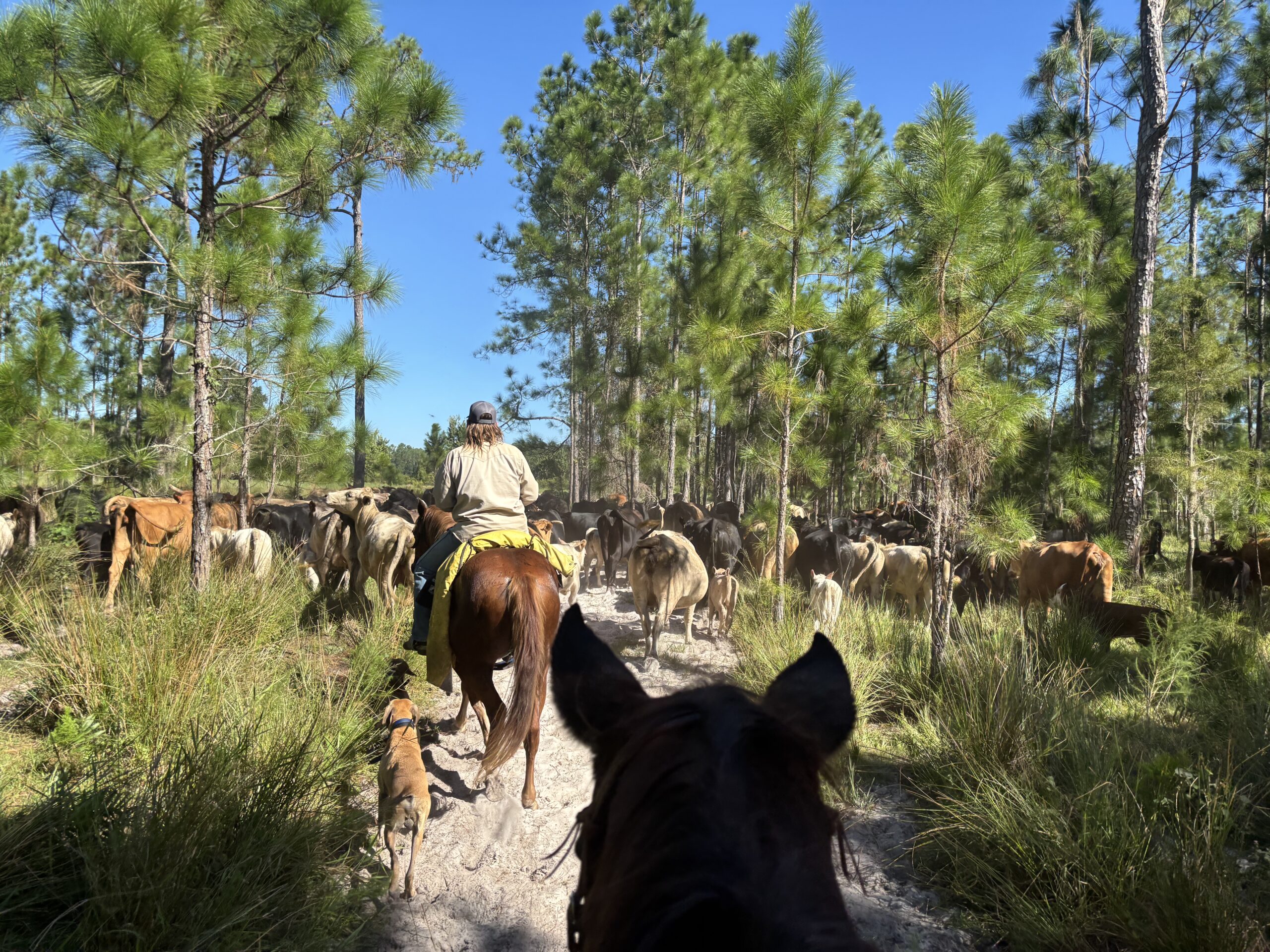 Matt Mathews Ranch Matthews Ranch Farm to Table, LLC | Pasture-Raised Beef & Pork | Eustis, FL